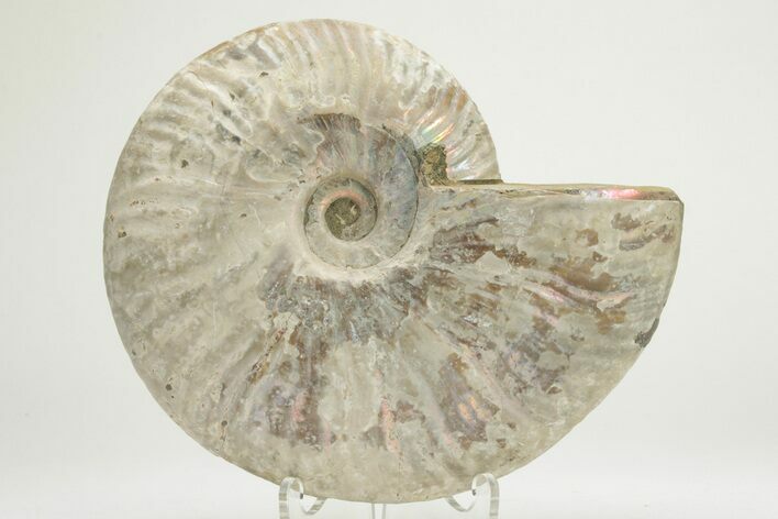Silver Iridescent Ammonite (Cleoniceras) Fossil - Madagascar #219596